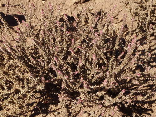 GDMBR: A terribly thorny Goathead Bush is in bloom.